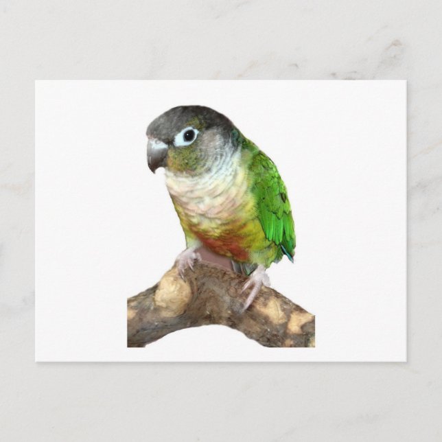 Grönt Cheek Conure Vykort (Framsida)