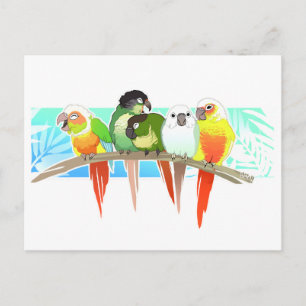 Grönt Cheek Conures Vykort