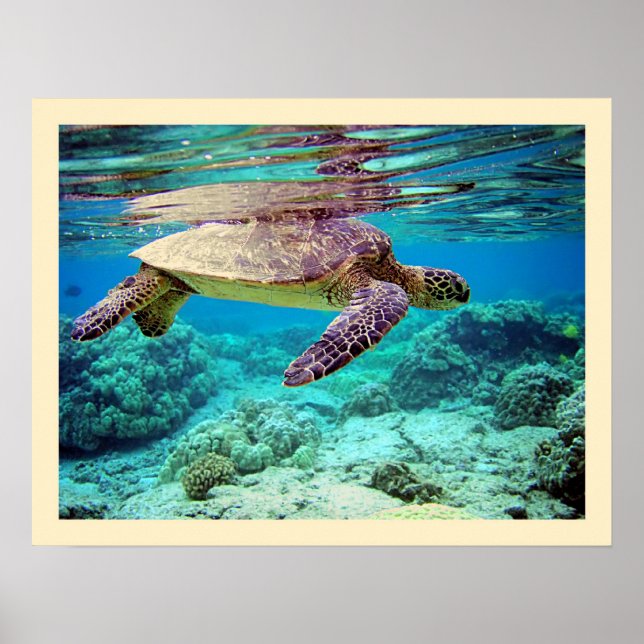 Grönt (Chelonia mydas) Poster (Framsidan)