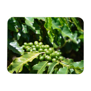 Grönt Coffee Berries Magnet