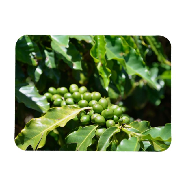 Grönt Coffee Berries Magnet (Horisontell)