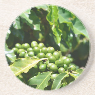 Grönt Coffee Berries Sandstone Underlägg Sandsten