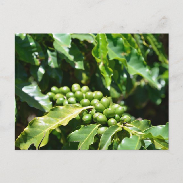 Grönt Coffee Berries vykort (Framsida)