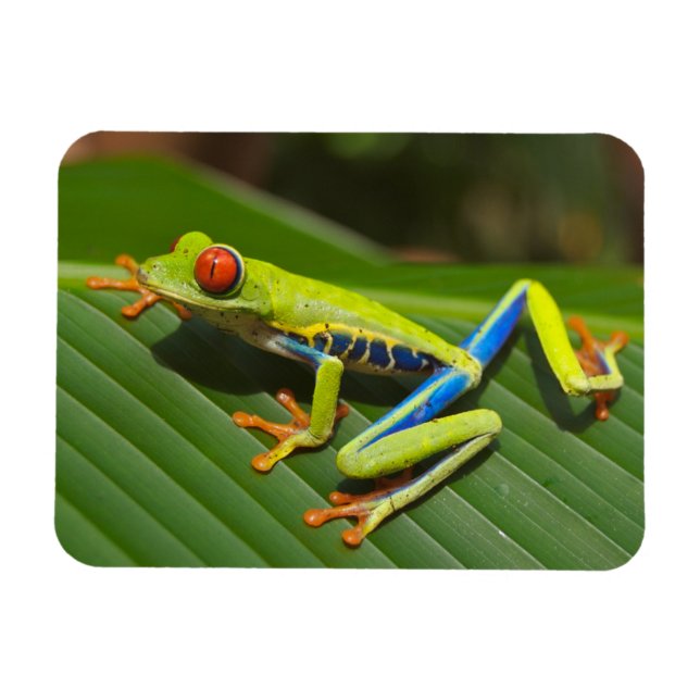 Grönt Colorful Jungle Träd Frog Magnet (Horisontell)