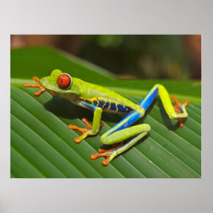Grönt Colorful Jungle Träd Frog Poster