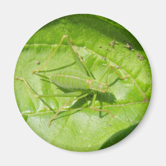 Grönt Cricket Camouflage Magnet (Framsidan)