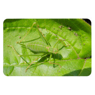 Grönt Cricket Camouflage Premium Magnet