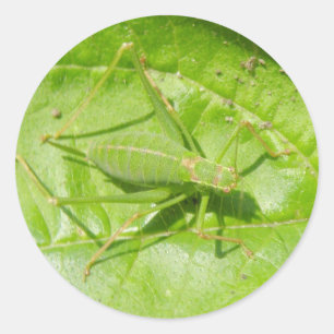 Grönt Cricket Camouflage Stickers Runt Klistermärke
