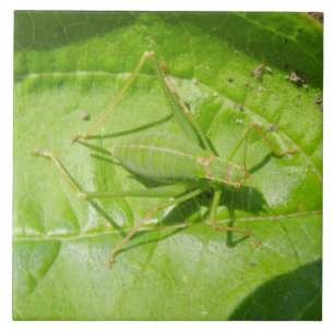 Grönt Cricket Camouflage Tile Kakelplatta
