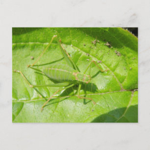 Grönt Cricket Camouflage vycard Vykort
