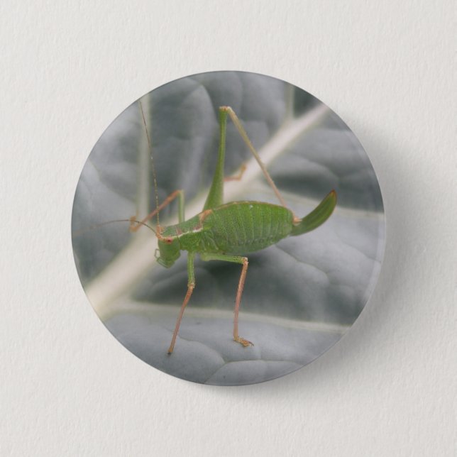 Grönt Cricket-makro-knapp Knapp (Framsida)