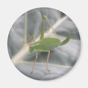 Grönt Cricket Makro Magnet