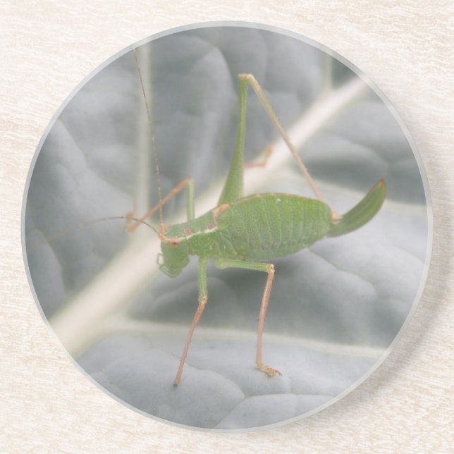 Grönt Cricket Makro Underlägg (Framsidan)