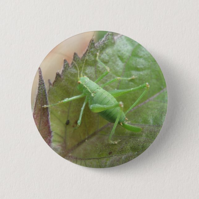 Grönt Cricket på en Löv-knapp Knapp (Framsida)