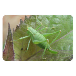 Grönt Cricket på en Löv Premium Magnet