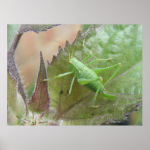 Grönt Cricket på en Löv-utskrift Poster