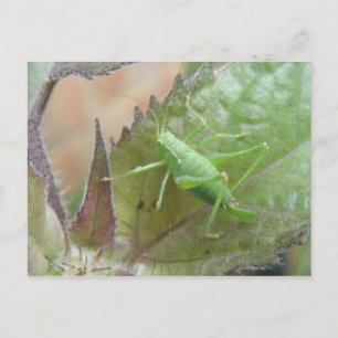 Grönt Cricket på ett Löv-vykort Vykort