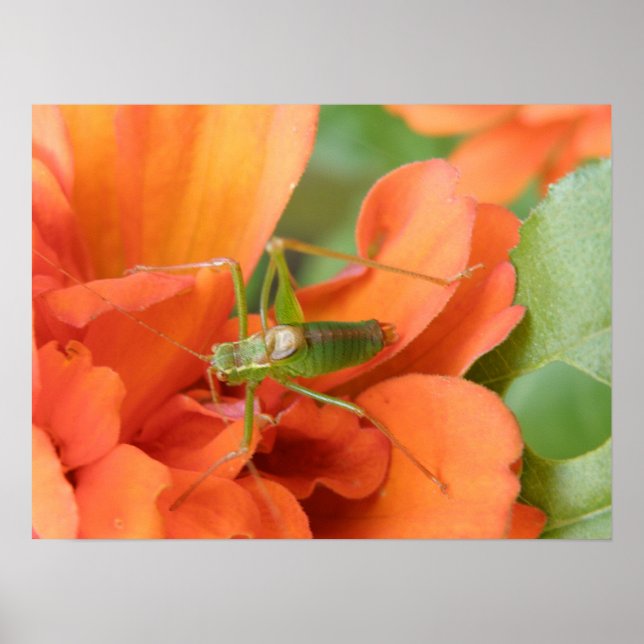 Grönt Cricket-utskrift Poster (Framsidan)