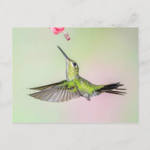 Grönt-Crowed Brilliant Hummingbird Flies Vykort