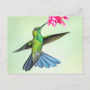 Grönt-Crowned Brilliant Hummingbird & Rosa Flower Vykort