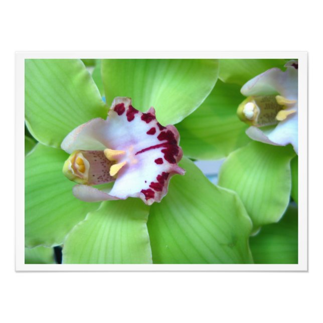 Grönt Cymbidium Orchids Fototryck (Framsidan)