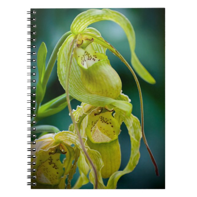 Grönt Dam Slipper Orchid Anteckningsbok (Framsidan)