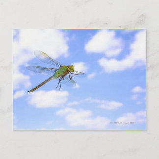 Grönt Darner (Anax junius) som flyger mot Vykort
