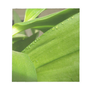 Grönt Dendrobium Orchid plant closeup Anteckningsblock