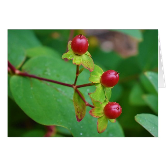 Grönt Earth Hälsningskort (Framsidan Horizontal)