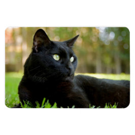 Grönt Eyed Black Cat Enjoing the Outdoor Magnet