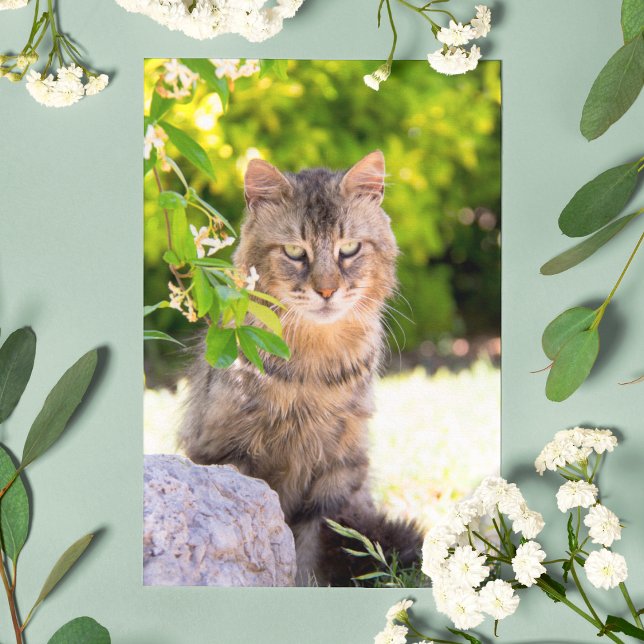 Grönt Eyed Cat in Ravello Italien Postcard Vykort (Skapare uppladdad)
