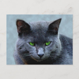 Grönt Eyed Cat-vykort Vykort