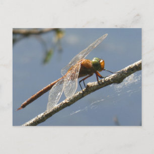 Grönt Eyed Hawker Dragonfly stäng DIY-vykort Vykort