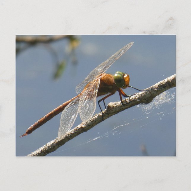 Grönt Eyed Hawker Dragonfly stäng DIY-vykort Vykort (Framsida)