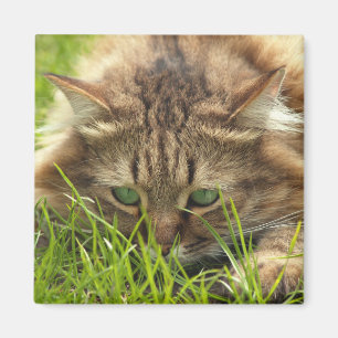 Grönt Eyed Hunter Magnet
