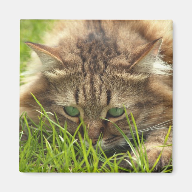 Grönt Eyed Hunter Magnet (Framsidan)