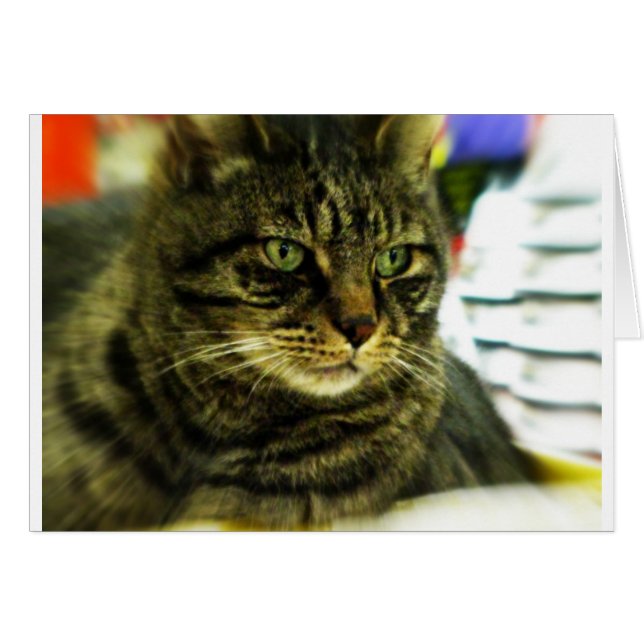Grönt Eyed Tabby Ansikte Hälsningskort (Framsidan Horizontal)