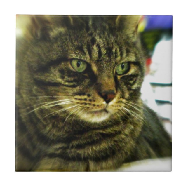 Grönt Eyed Tabby Ansikte Kakelplatta (Framsidan)