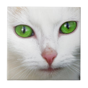 Grönt Eyed White Cat Kakelplatta