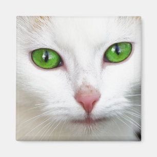 Grönt Eyed White Cat Magnet