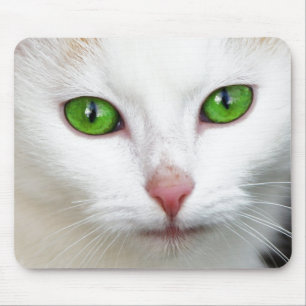 Grönt Eyed White Cat Musmatta