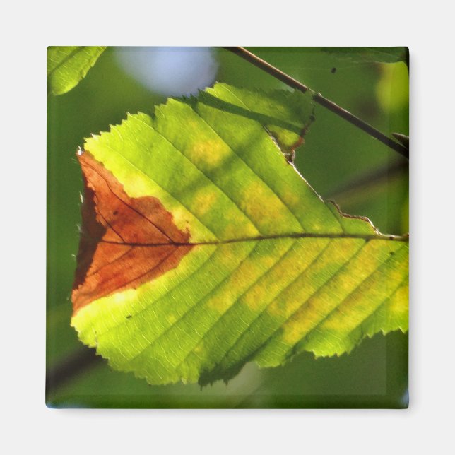 Grönt Fall Löv Magnet (Framsidan)
