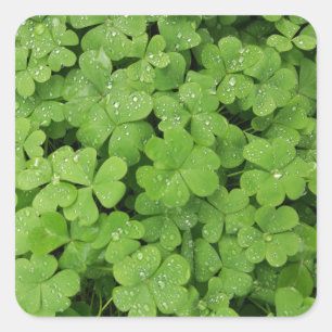Grönt, färsk schamprock, lyckliga St. Patricks Fyrkantigt Klistermärke
