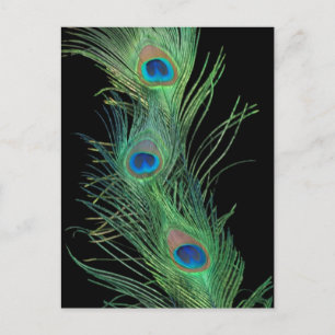 Grönt Feathers with Black Vykort