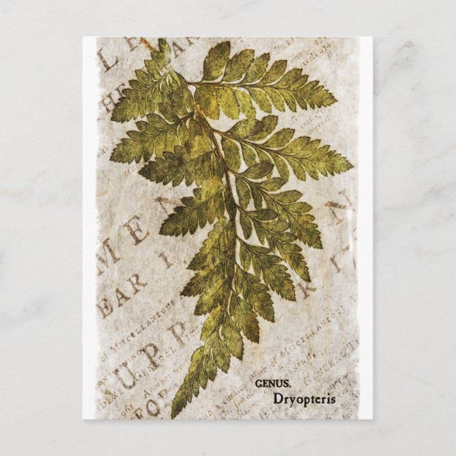 Grönt Fern Botanical Ferns Tropical Template Vykort (Framsida)