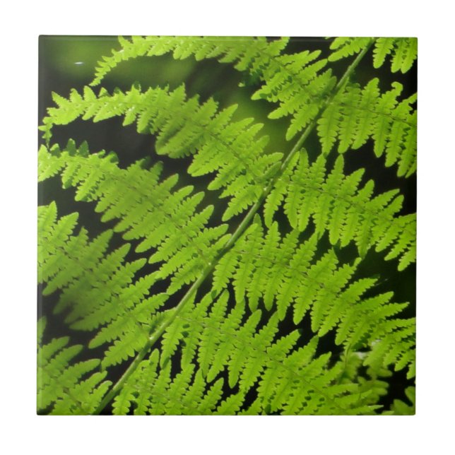 Grönt fern kakelplatta (Framsidan)