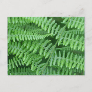 Grönt Ferns Nature Vykort