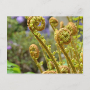 Grönt fidlehead fern löv vykort