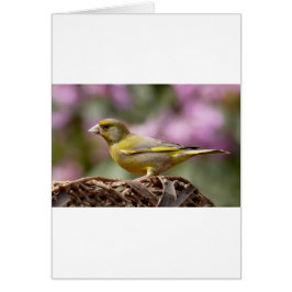 Grönt - fink hälsningskort