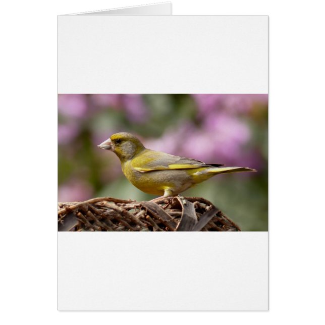 Grönt - fink hälsningskort (Framsidan)